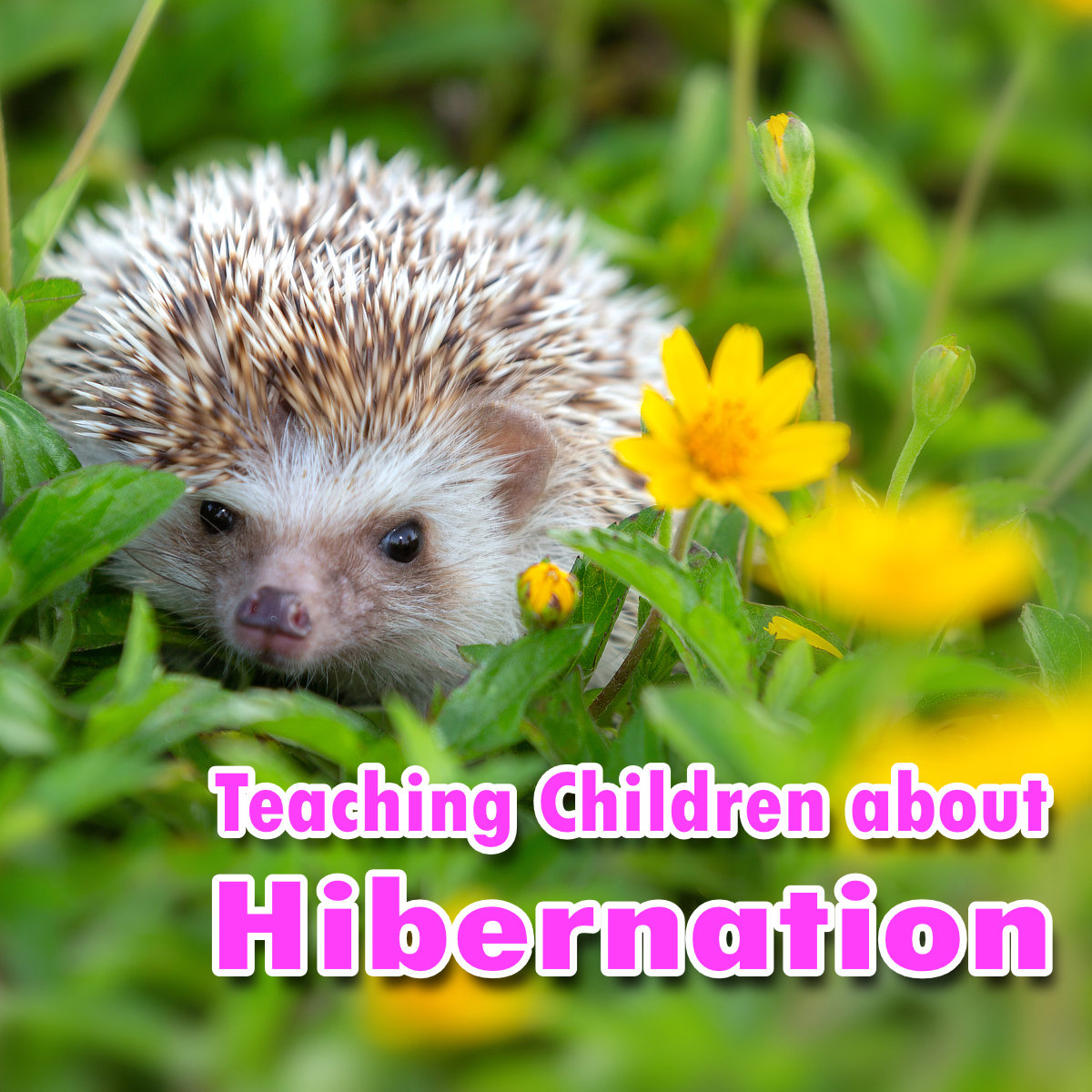 Aistear Theme: Exploring and Thinking - Teaching Children about Hibernation  - Early Years Shop