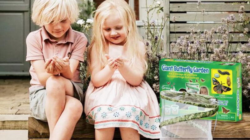giant butterfly garden early years Ireland